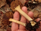 Inocybe leiocephala image