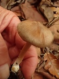 Inocybe leiocephala image