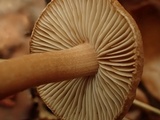 Inocybe leiocephala image