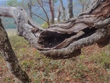 Phloeomana hiemalis image