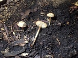 Phloeomana hiemalis image