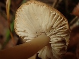 Rhodocollybia butyracea image