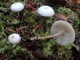 Clitocybe elegantula image