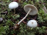 Clitocybe elegantula image