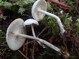 Clitocybe elegantula image