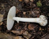 Amanita aestivalis image