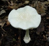 Amanita abrupta image