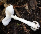 Amanita abrupta image