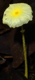 Leucocoprinus fragilissimus image