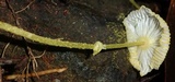 Leucocoprinus fragilissimus image