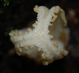 Blumenavia rhacodes image