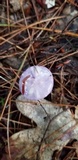 Cortinarius iodes image