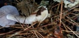 Cortinarius iodes image