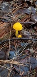 Humidicutis marginata image