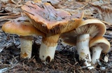 Cortinarius mucosus image