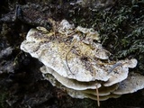 Bjerkandera adusta image