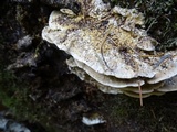 Bjerkandera adusta image
