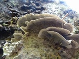 Bjerkandera adusta image