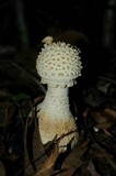 Amanita daucipes image