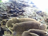 Bjerkandera adusta image