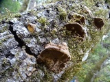 Phellinus gilvus image