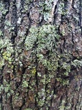 Physconia americana image