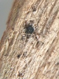 Wegelina subdenudata image
