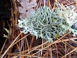 Hypogymnia imshaugii image