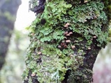 Mycena meliigena image