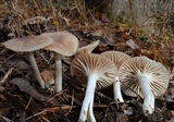 Hygrocybe colemanniana image