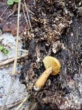 Gymnopilus peliolepis image