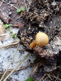 Gymnopilus peliolepis image