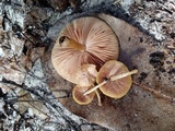 Pluteus chrysophlebius image