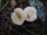 Russula betularum image