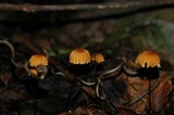 Marasmius siccus image