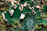 Peltigera malacea image