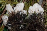 Peltigera malacea image