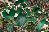 Peltigera malacea image