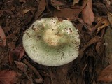 Russula virescens image
