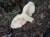 Lactarius chrysorrheus image