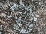 Phaeophyscia rubropulchra image