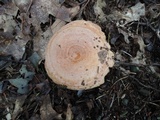 Lactarius chrysorrheus image