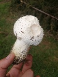 Agaricus crocodilinus image