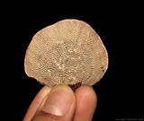 Daedalea flavida image