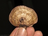 Daedalea flavida image