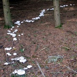 Clitocybe robusta image