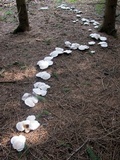 Clitocybe robusta image