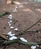 Clitocybe robusta image