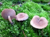 Lactarius hibbardiae image