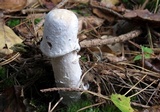 Hypomyces hyalinus image
